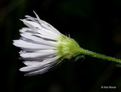 Image of eastern daisy fleabane