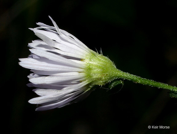 Image of eastern daisy fleabane