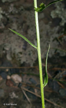 Image of eastern daisy fleabane