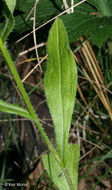 Image of eastern daisy fleabane