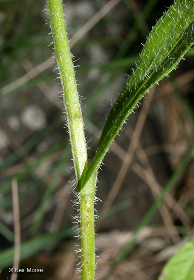 Image of eastern daisy fleabane