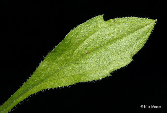 Image of eastern daisy fleabane