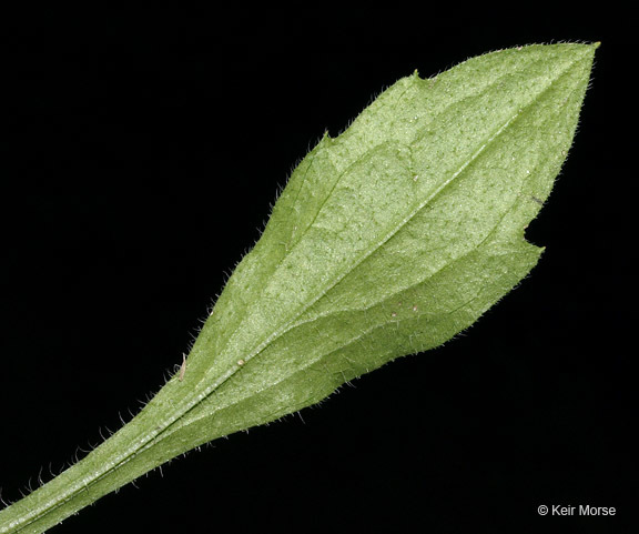 Image of eastern daisy fleabane