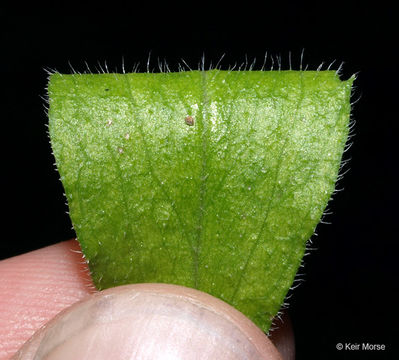 Image of eastern daisy fleabane