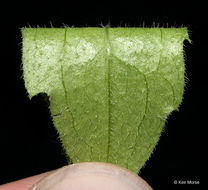 Image of eastern daisy fleabane