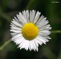 Image of prairie fleabane