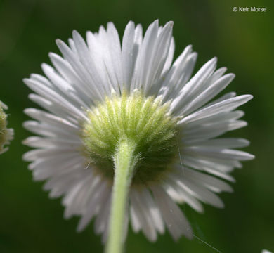 Image of prairie fleabane