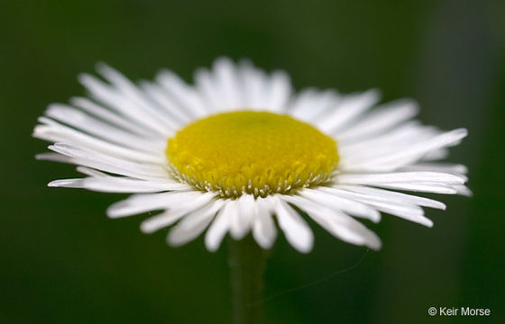 Image of prairie fleabane