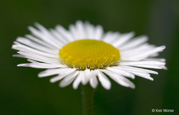 Image of prairie fleabane