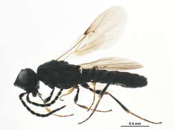 Image of Sparasionidae