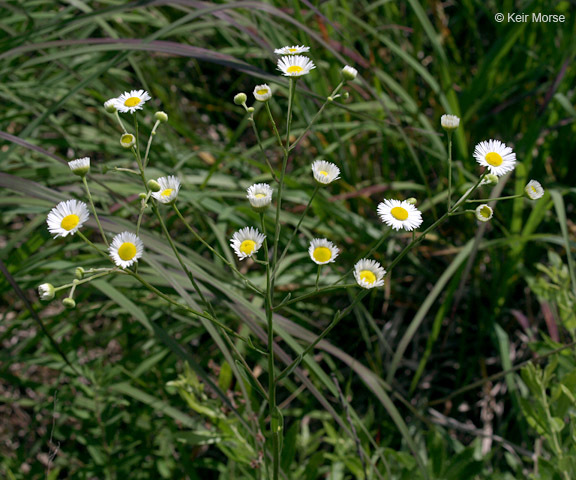 Image of prairie fleabane