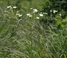 Image of prairie fleabane