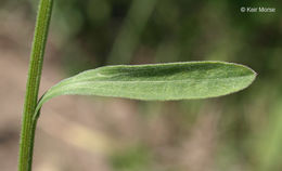 Image of prairie fleabane