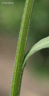 Image of prairie fleabane