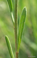 Image of prairie fleabane