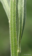 Image of prairie fleabane