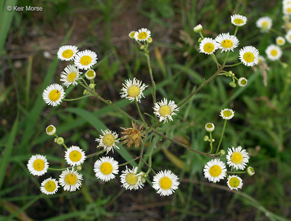 Image of prairie fleabane