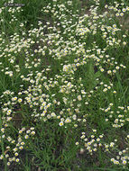 Image of prairie fleabane