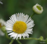 Image of prairie fleabane