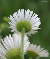 Image of prairie fleabane