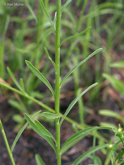 Image of prairie fleabane