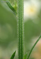 Image of prairie fleabane