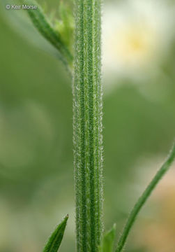 Image of prairie fleabane