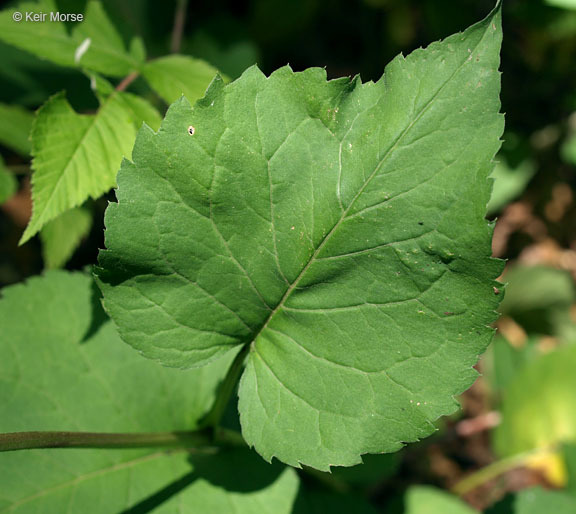 Image of bigleaf aster