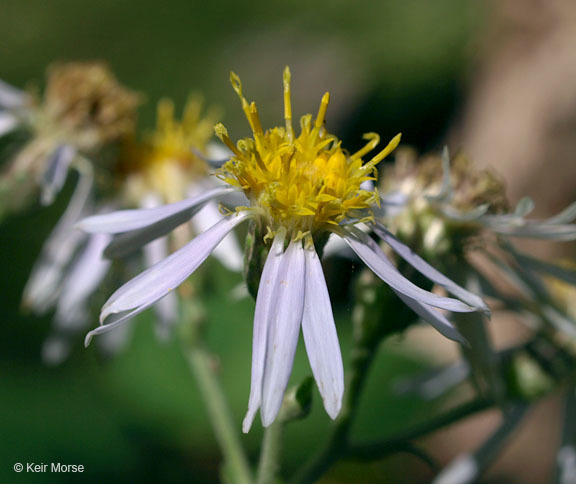 Image of bigleaf aster