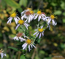 Image of bigleaf aster