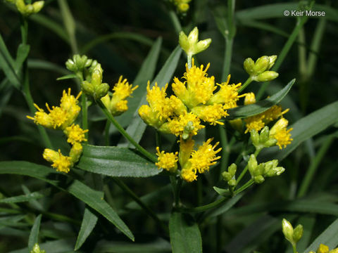 Image of flat-top goldentop