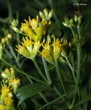 Image de Euthamia graminifolia (L.) Nutt.