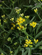 Plancia ëd Euthamia graminifolia (L.) Nutt.