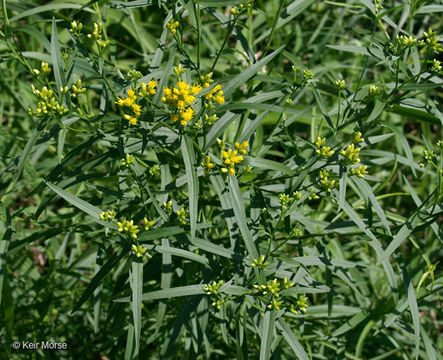 Image de Euthamia graminifolia (L.) Nutt.