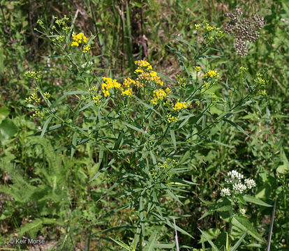 Image de Euthamia graminifolia (L.) Nutt.