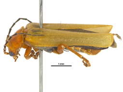 Image of Cantharis