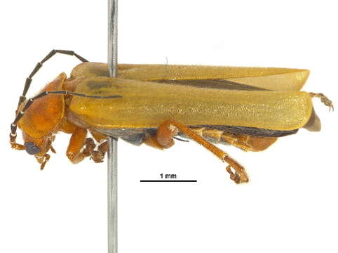 Image of Cantharis