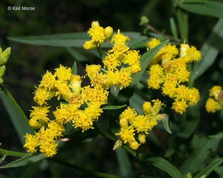 Image de Euthamia graminifolia (L.) Nutt.