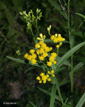 Image de Euthamia graminifolia (L.) Nutt.