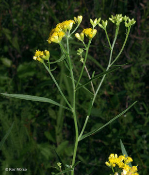 Image de Euthamia graminifolia (L.) Nutt.