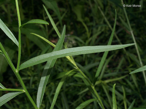 Image of flat-top goldentop