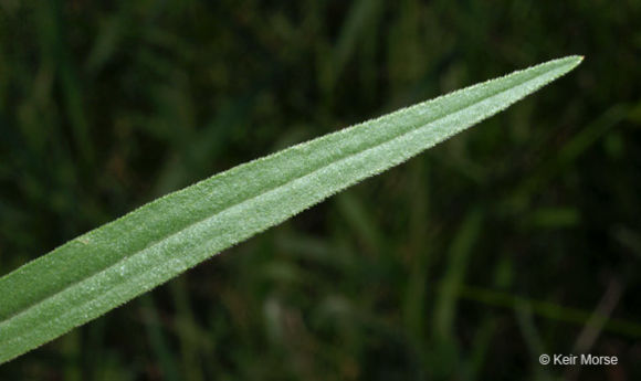 Image of flat-top goldentop