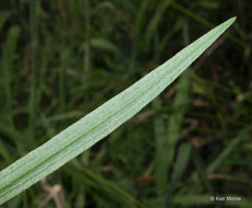 Image of flat-top goldentop