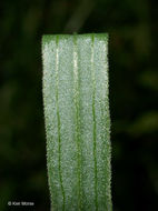 Image of flat-top goldentop