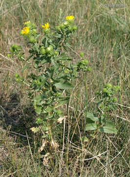 Image of Curly-cup gumweed