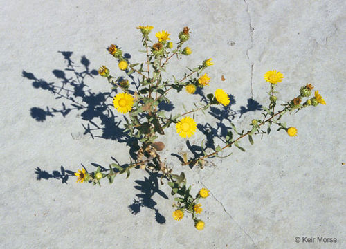 Image of Curly-cup gumweed