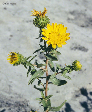 Image of Curly-cup gumweed