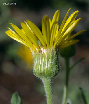 Imagem de Heterotheca villosa var. ballardii (Rydb.) J. C. Semple