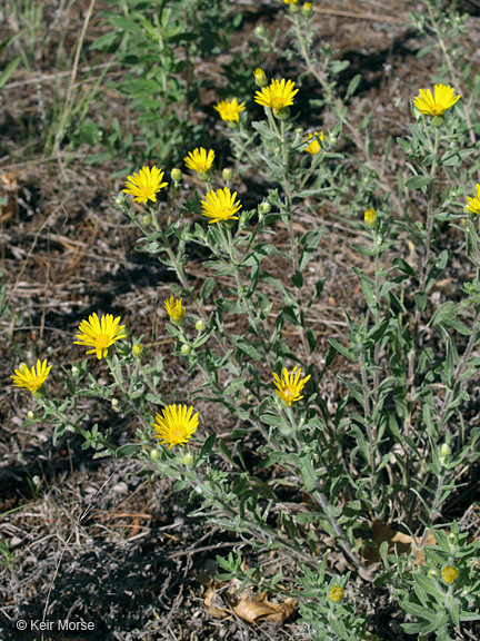 Image of hairy false goldenaster