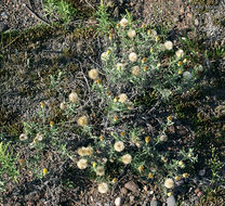 Image of hairy false goldenaster